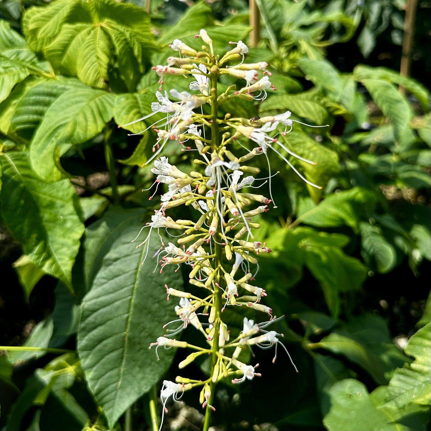 Aesculus Parviflora - View 22 from www redcrocus com