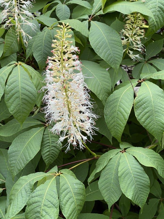 Aesculus Parviflora - View 23 from www redcrocus com