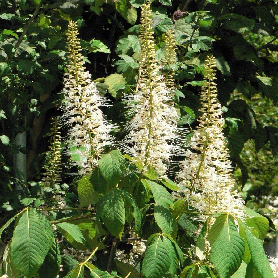 Aesculus Parviflora - View 24 from www redcrocus com