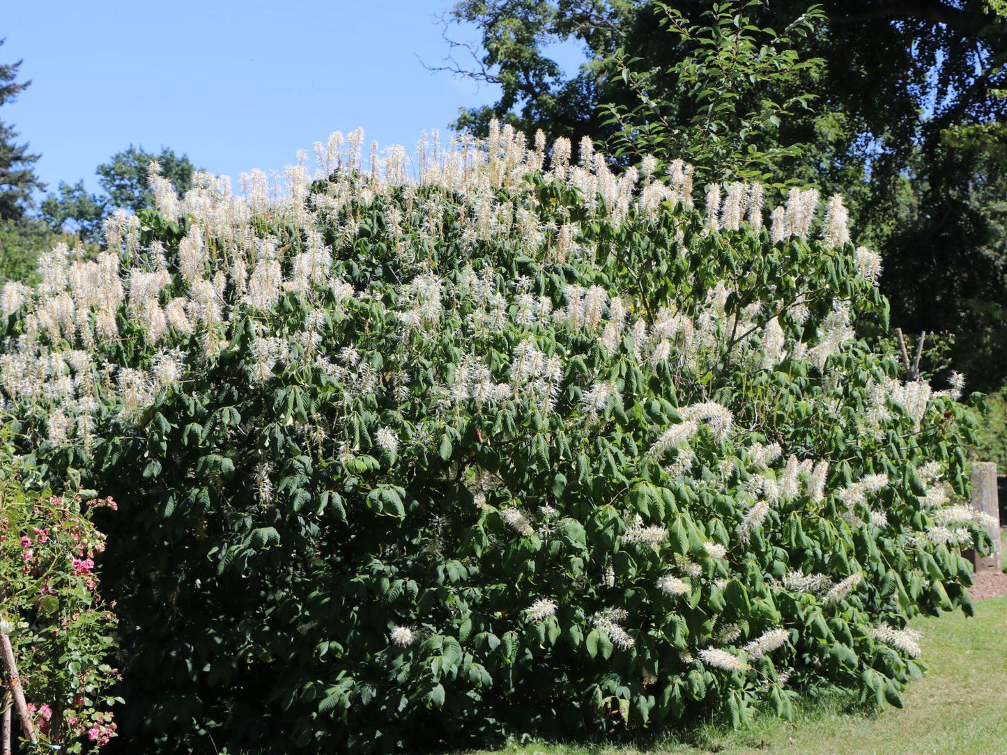 Aesculus Parviflora - View 3 from www redcrocus com
