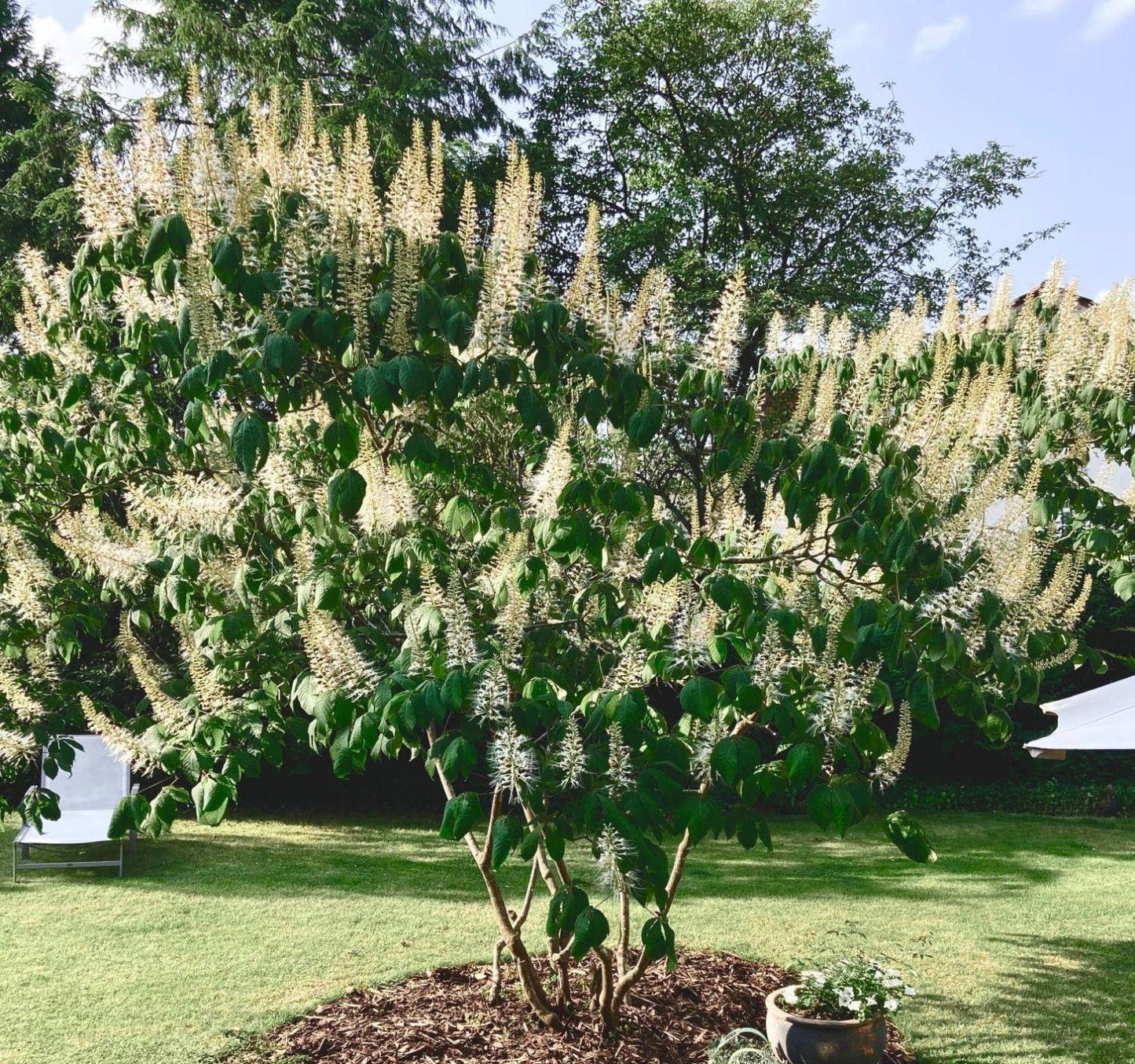 Aesculus Parviflora - View 4 from www redcrocus com