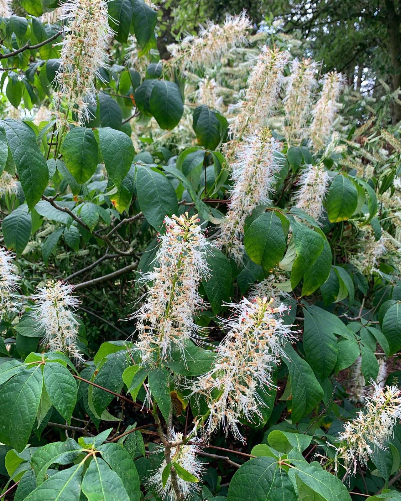Aesculus Parviflora - View 6 from www redcrocus com