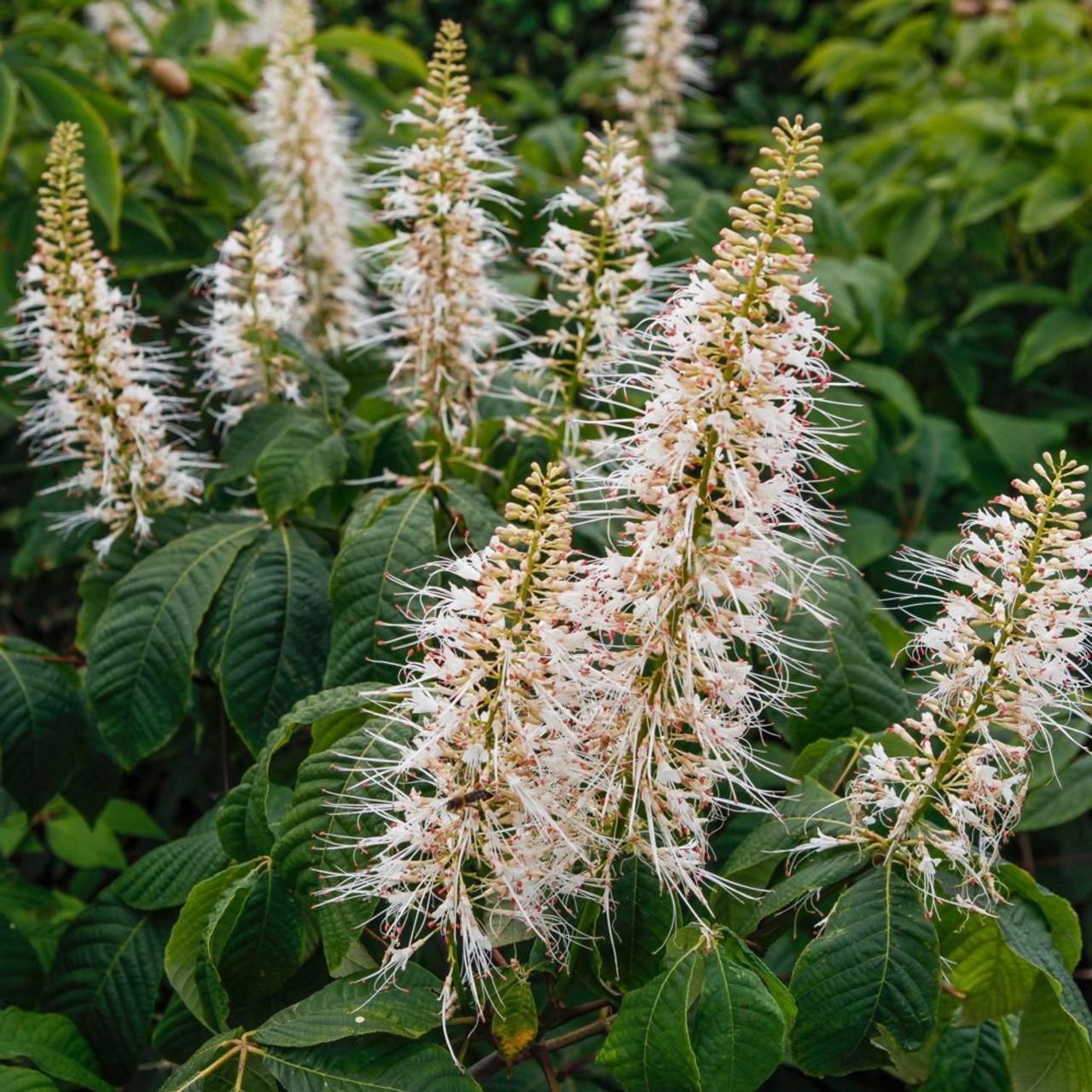 Aesculus Parviflora - View 8 from www redcrocus com
