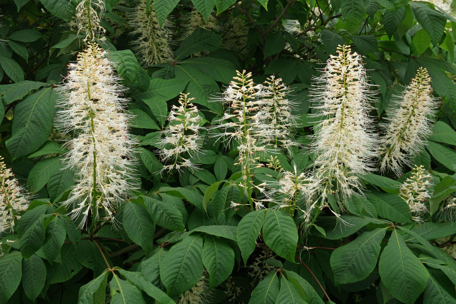 Aesculus Parviflora - View 9 from www redcrocus com
