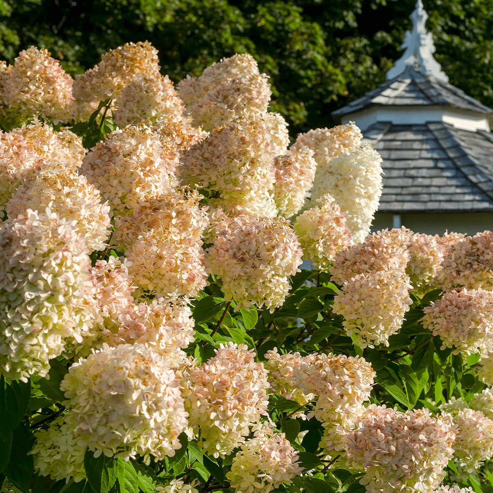 Hydrangea Paniculata 'grandiflora' - View 11 from www redcrocus com