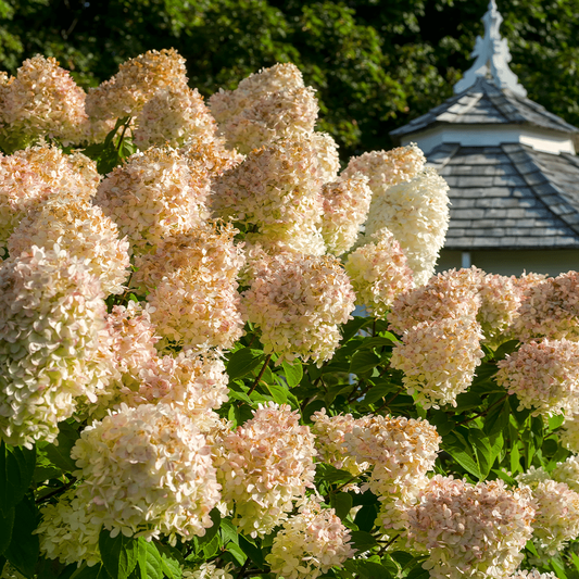 Hydrangea Paniculata 'grandiflora' - View 11 from www redcrocus com