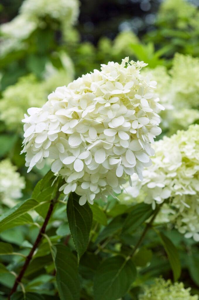 Hydrangea Paniculata 'grandiflora' - View 12 from www redcrocus com