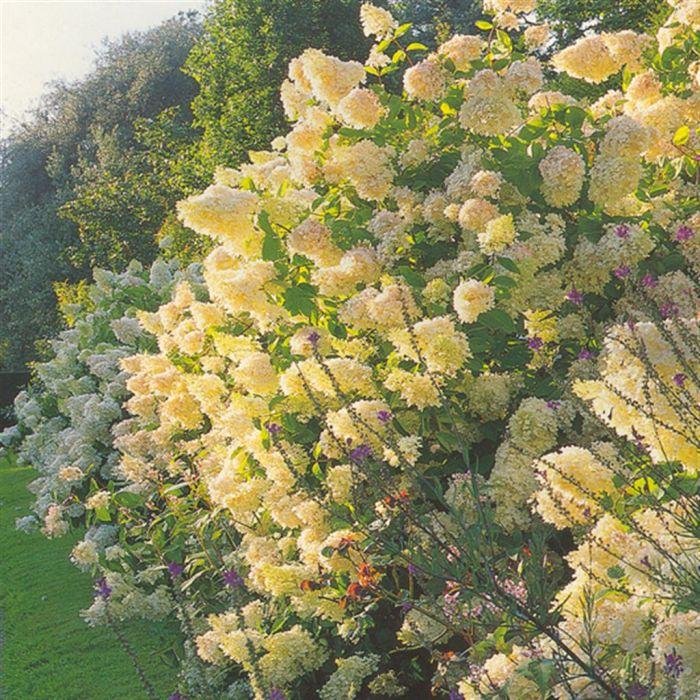Hydrangea Paniculata 'grandiflora' - View 14 from www redcrocus com