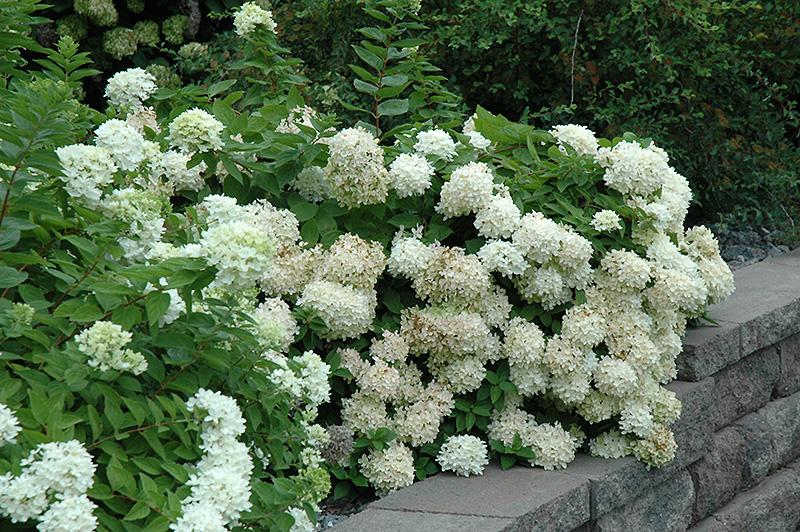 Hydrangea Paniculata 'grandiflora' - View 15 from www redcrocus com
