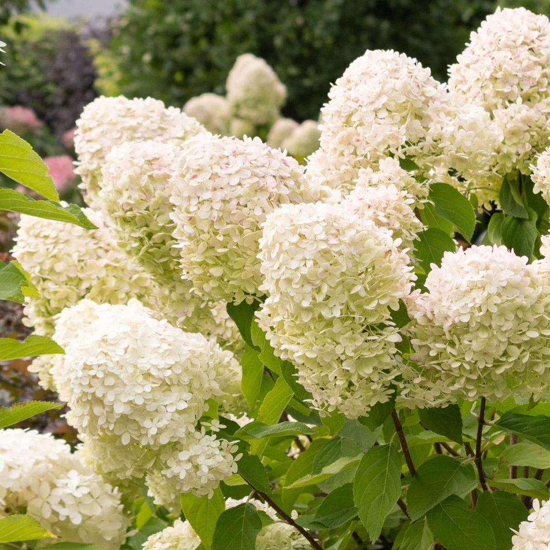 Hydrangea Paniculata 'grandiflora' - View 16 from www redcrocus com