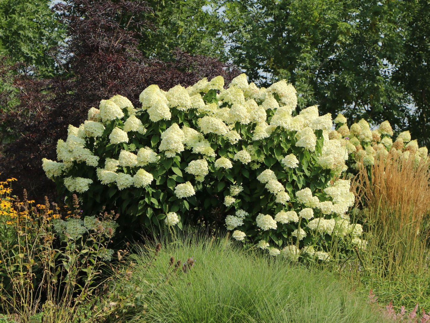 Hydrangea Paniculata 'grandiflora' - View 20 from www redcrocus com
