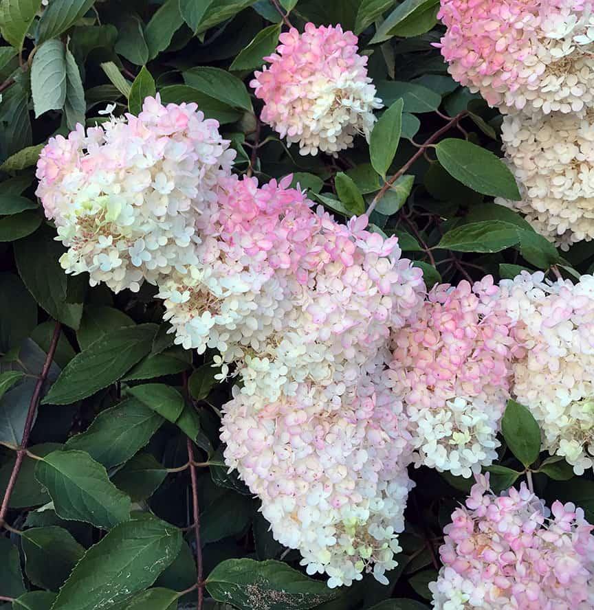 Hydrangea Paniculata 'grandiflora' - View 21 from www redcrocus com