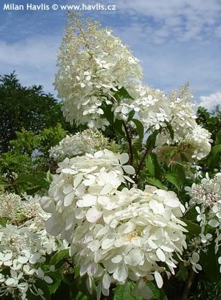 Hydrangea Paniculata 'grandiflora' - View 26 from www redcrocus com