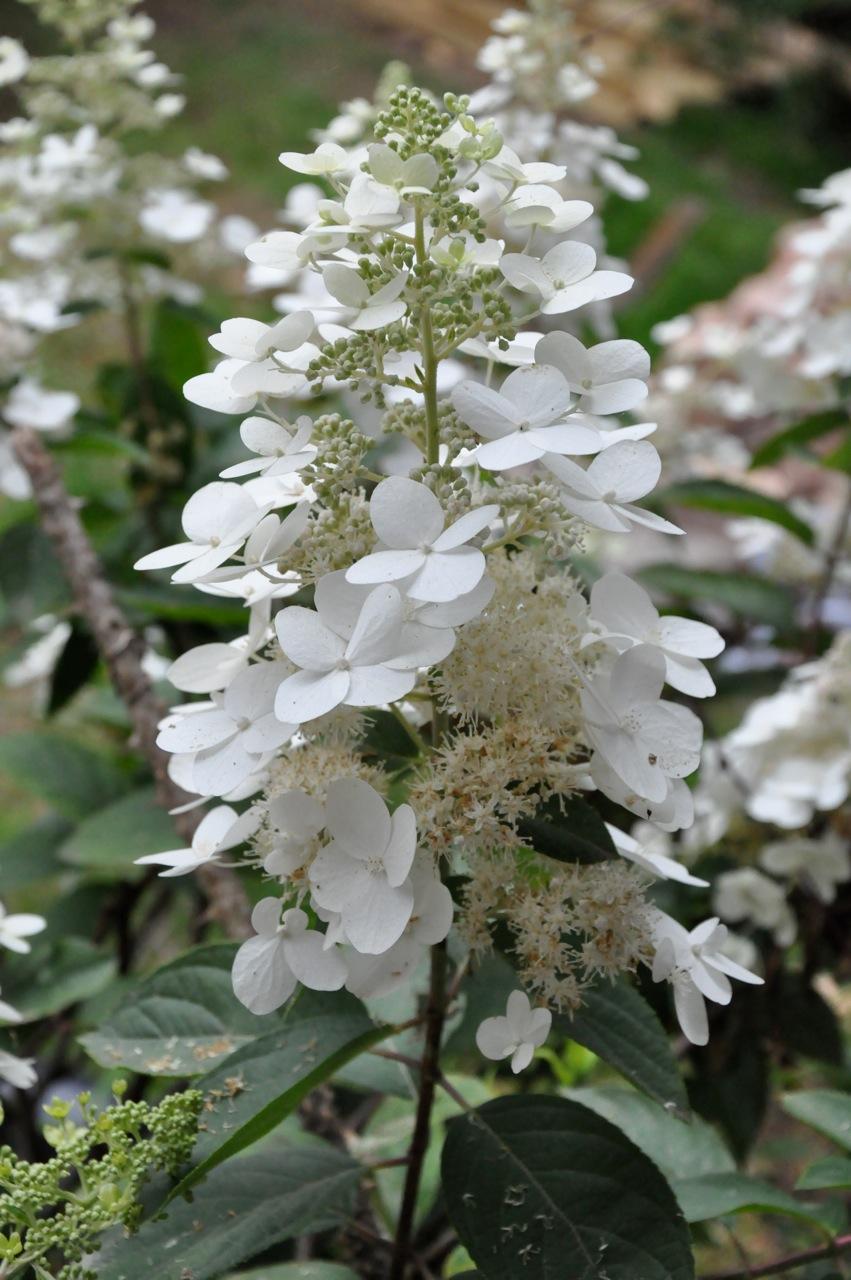 Hydrangea Paniculata 'grandiflora' - View 27 from www redcrocus com