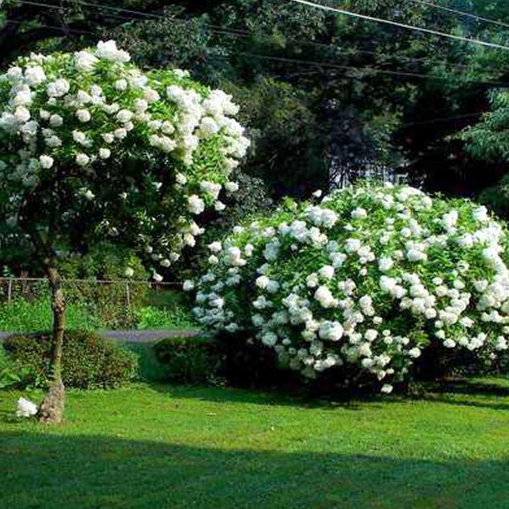 Hydrangea Paniculata 'grandiflora' - View 28 from www redcrocus com