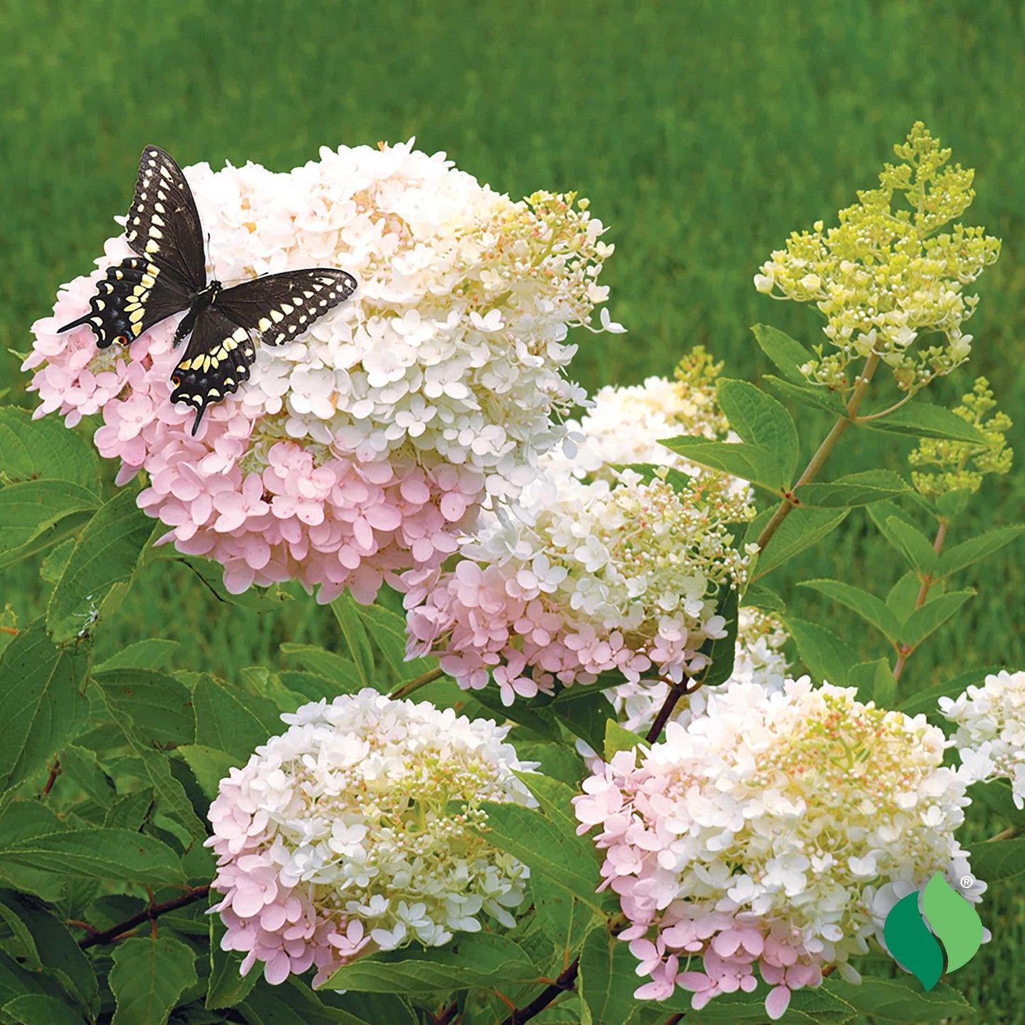 Hydrangea Paniculata 'grandiflora' - View 30 from www redcrocus com