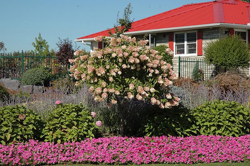 Hydrangea Paniculata 'grandiflora' - View 31 from www redcrocus com