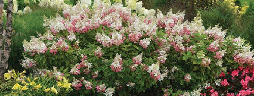 Hydrangea Paniculata 'grandiflora' - View 33 from www redcrocus com