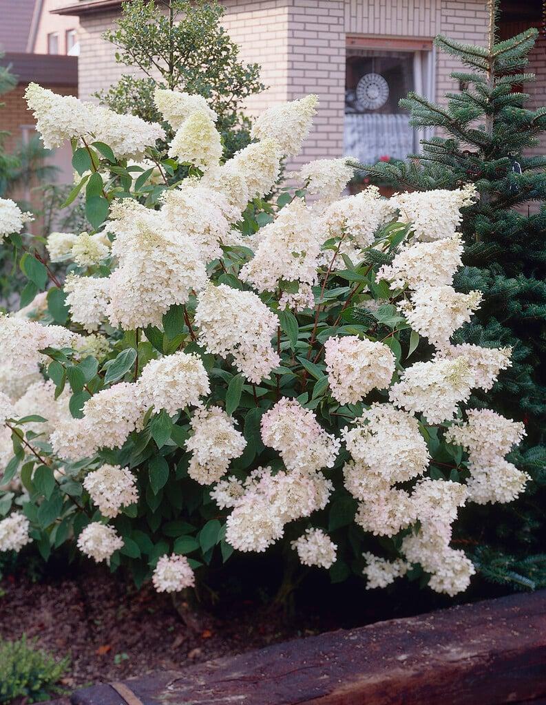 Hydrangea Paniculata 'grandiflora' - View 3 from www redcrocus com