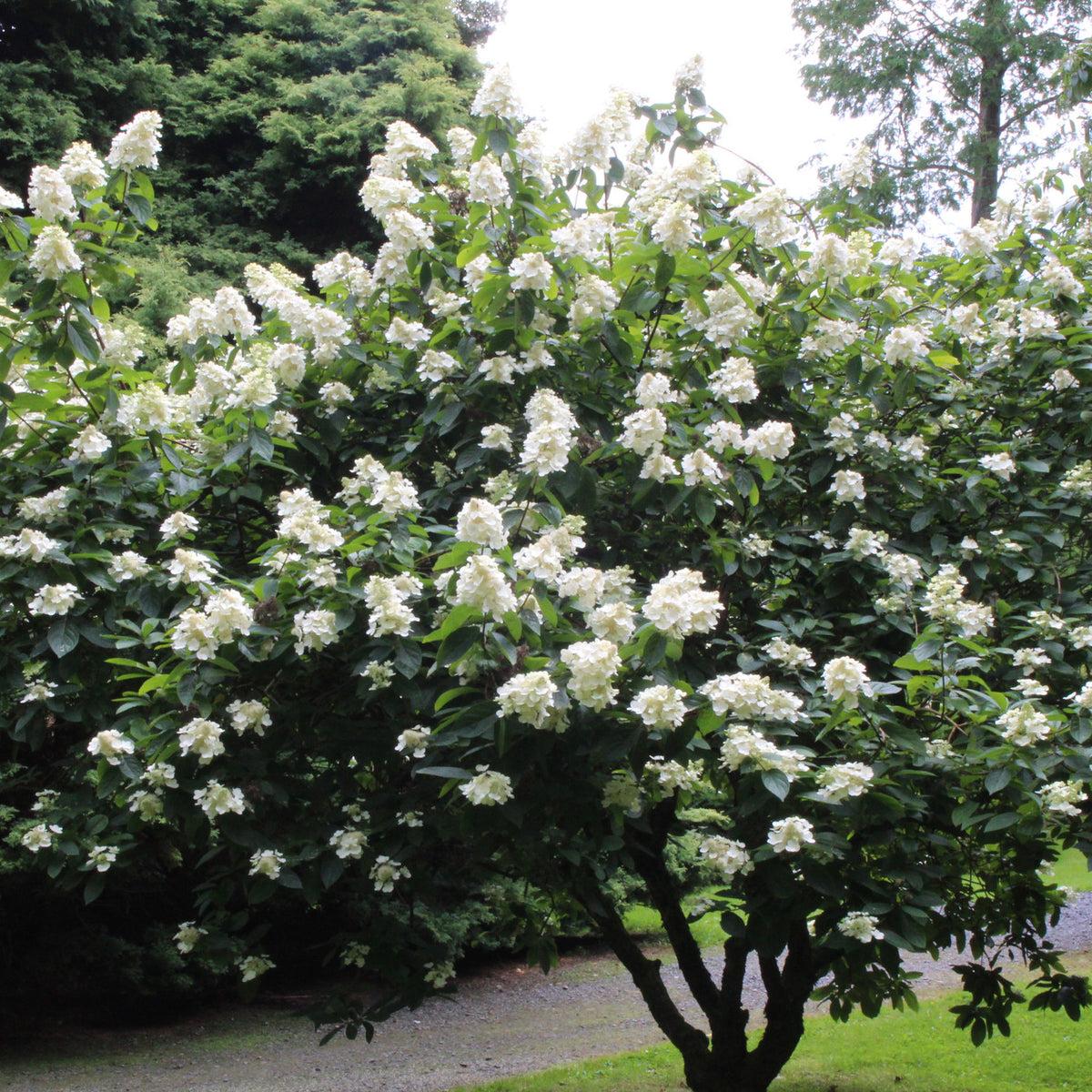 Hydrangea Paniculata 'grandiflora' - View 4 from www redcrocus com