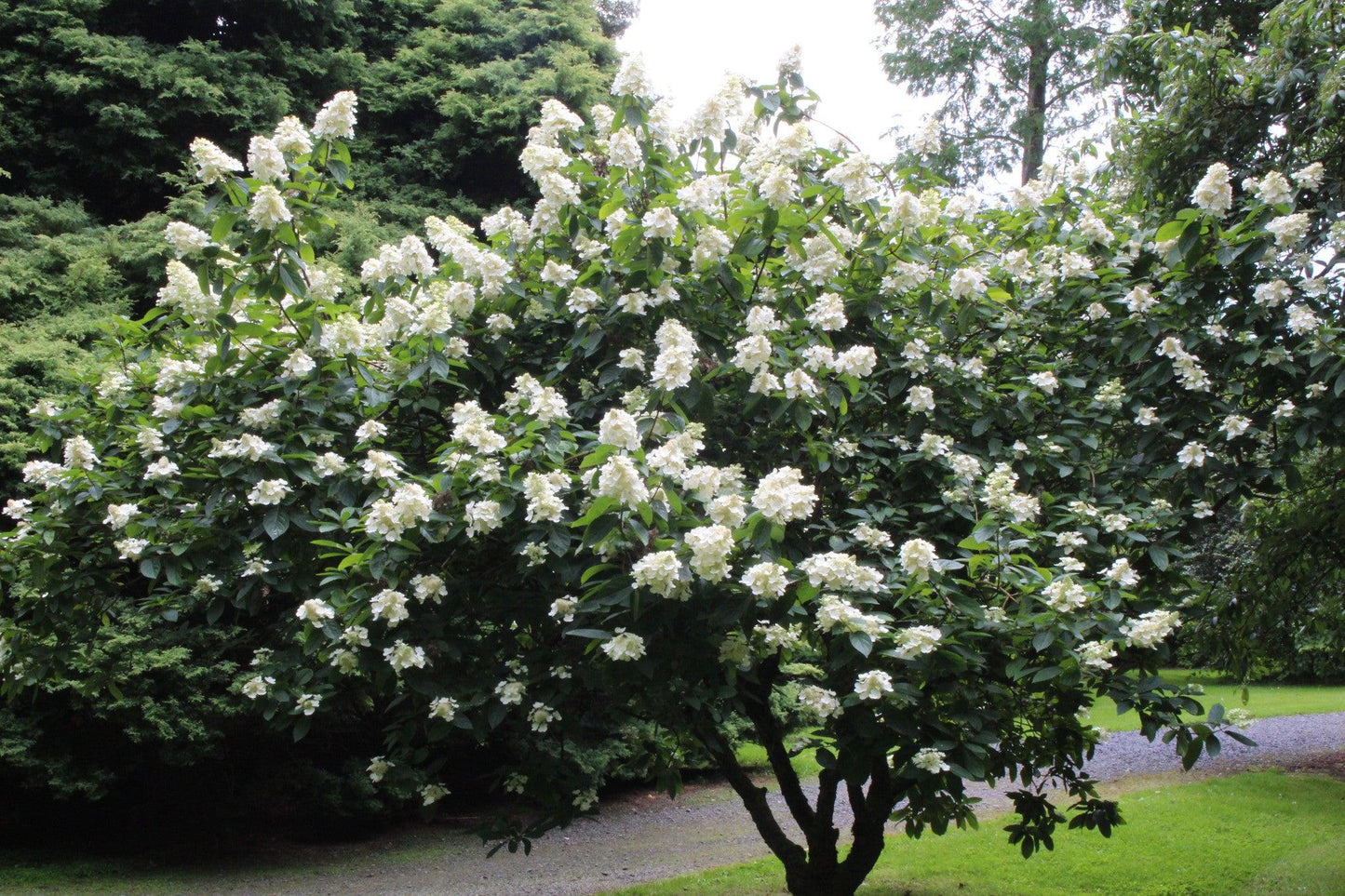 Hydrangea Paniculata 'grandiflora' - View 5 from www redcrocus com