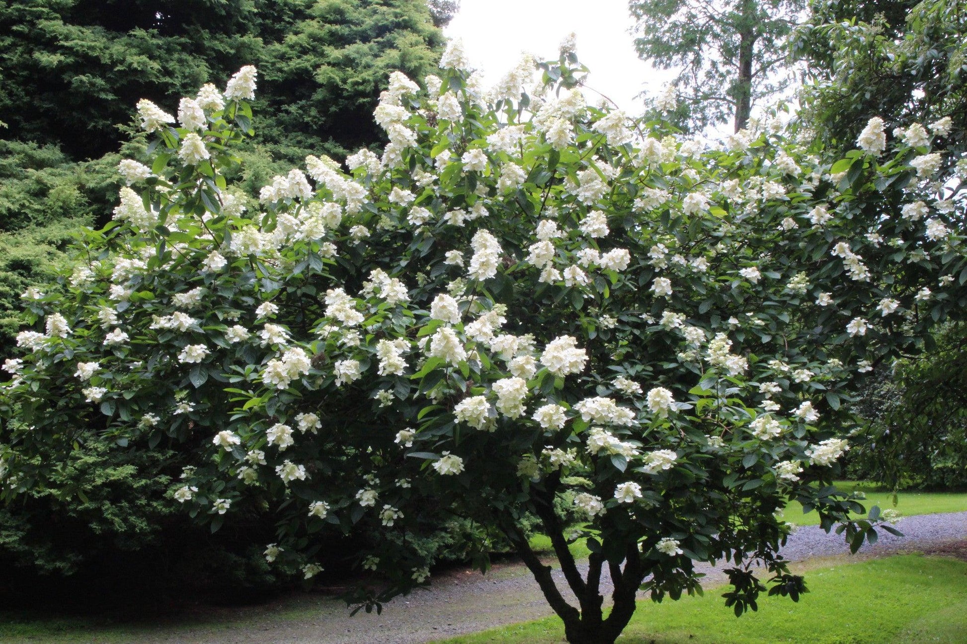 Hydrangea Paniculata 'grandiflora' - View 5 from www redcrocus com