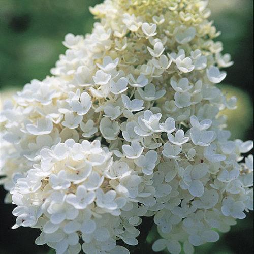 Hydrangea Paniculata 'grandiflora' - View 8 from www redcrocus com