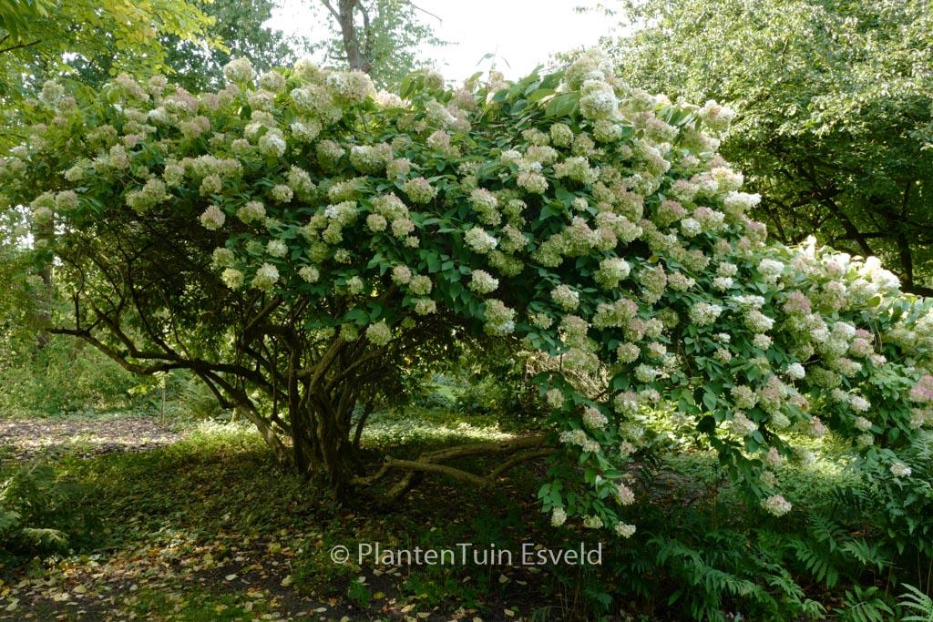 Hydrangea Paniculata 'grandiflora' - View 9 from www redcrocus com