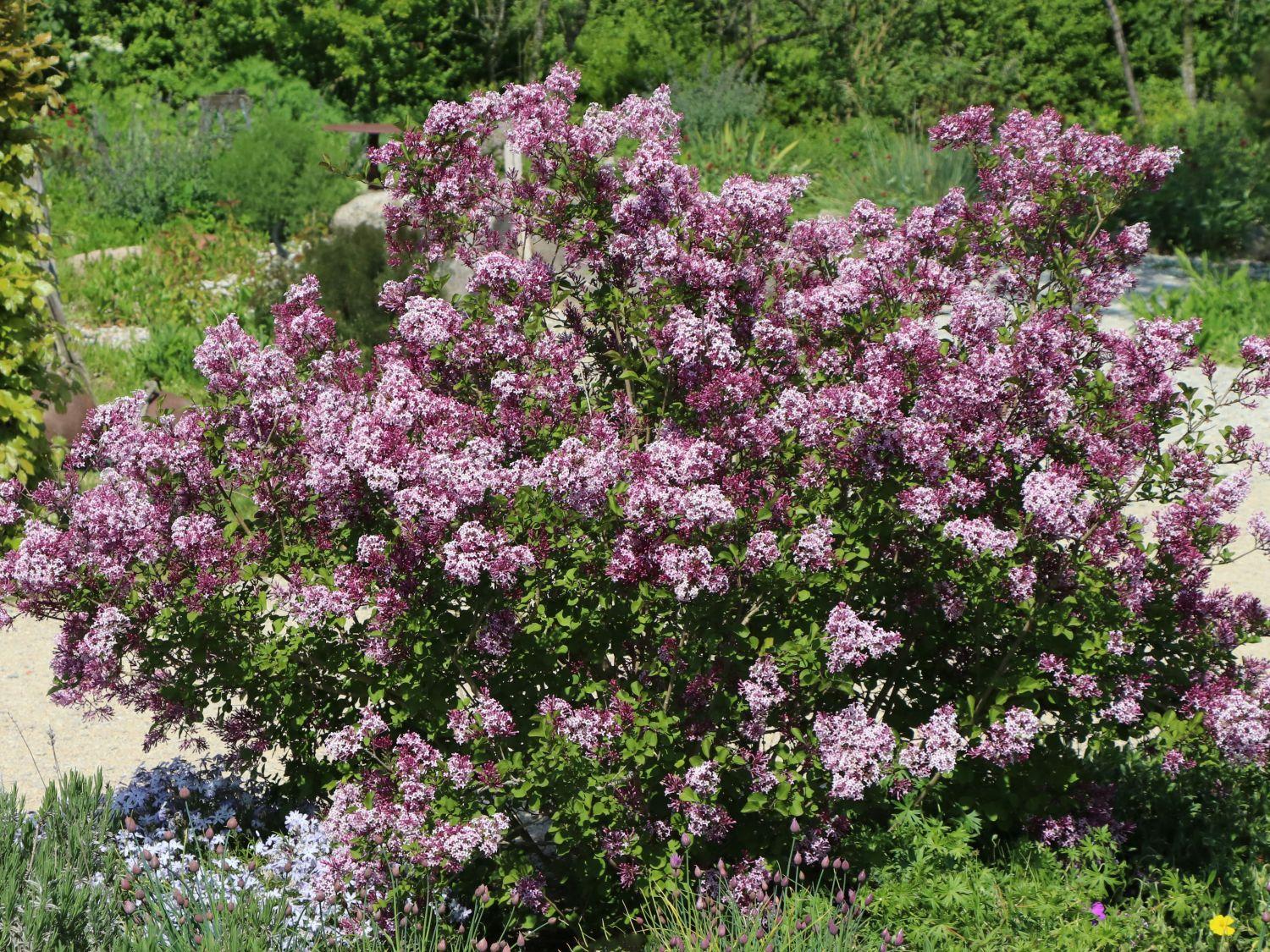 Syringa Meyeri Palibin - View 11 from www redcrocus com