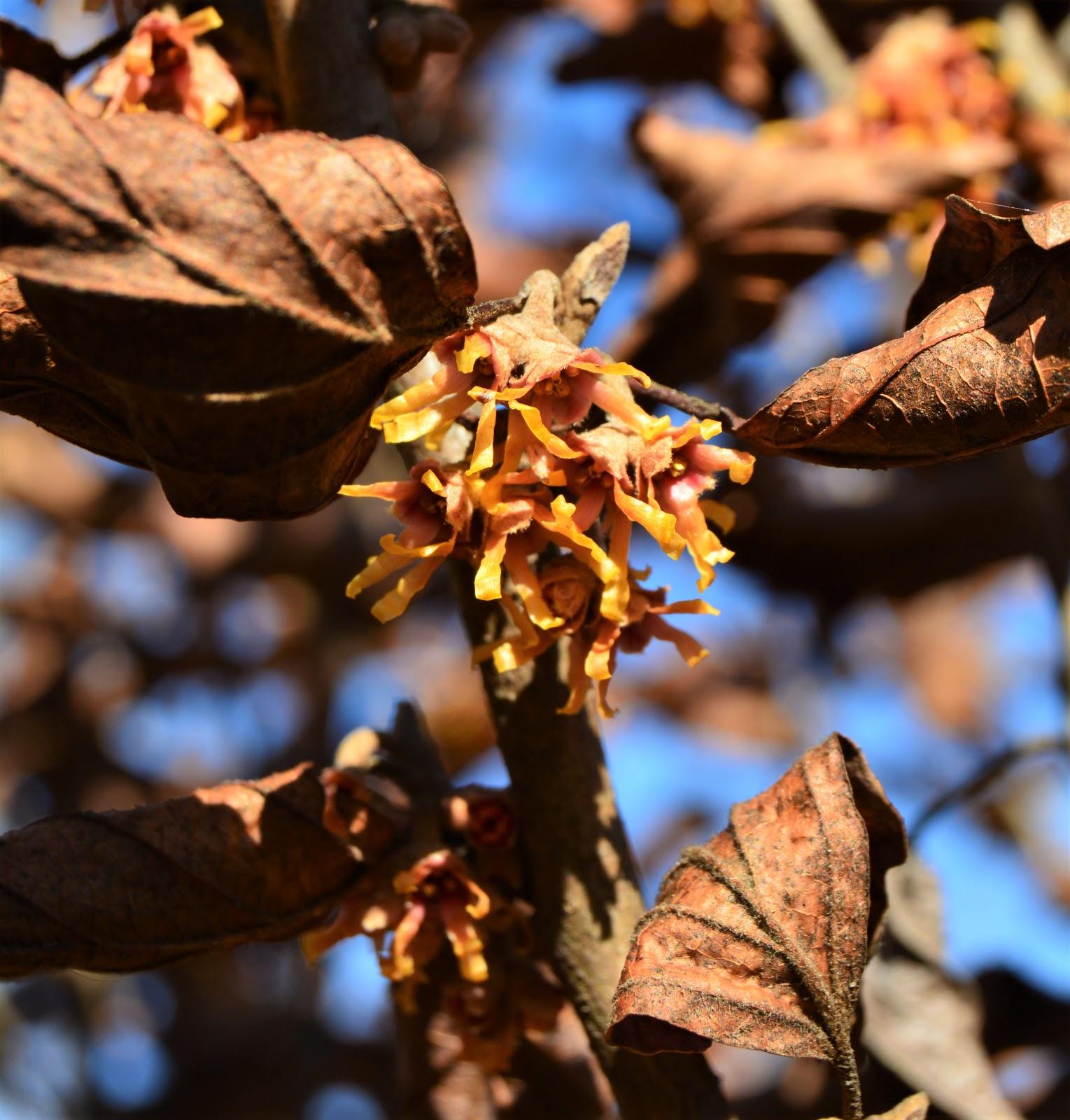 Hamamelis Vernalis - View 11 from www redcrocus com