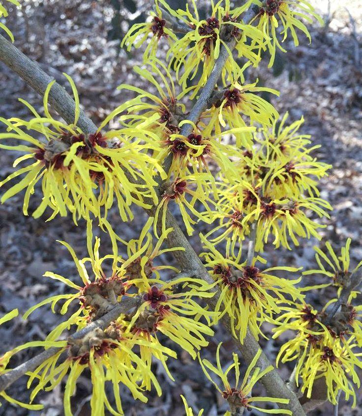 Hamamelis Vernalis - View 12 from www redcrocus com