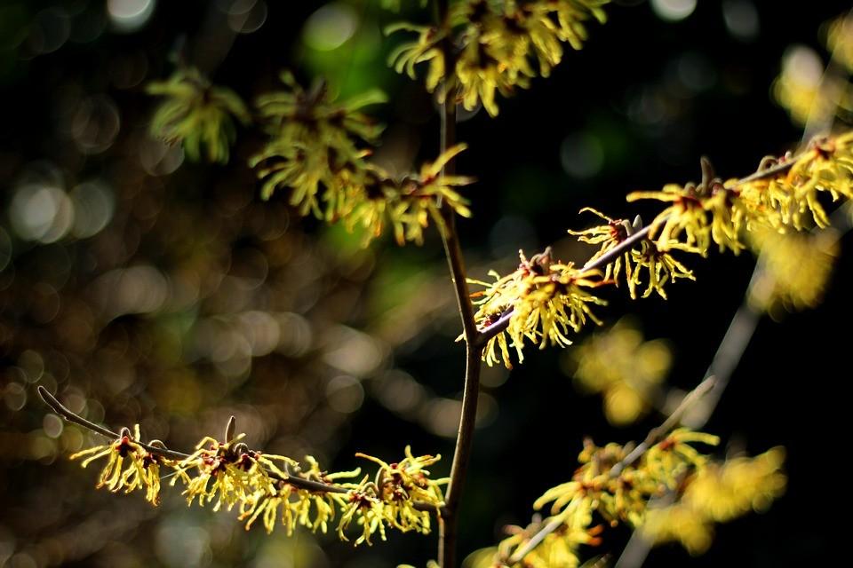 Hamamelis Vernalis - View 15 from www redcrocus com