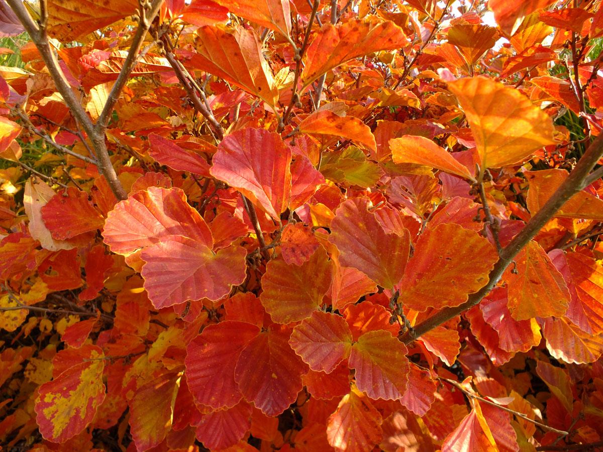 Hamamelis Vernalis - View 16 from www redcrocus com