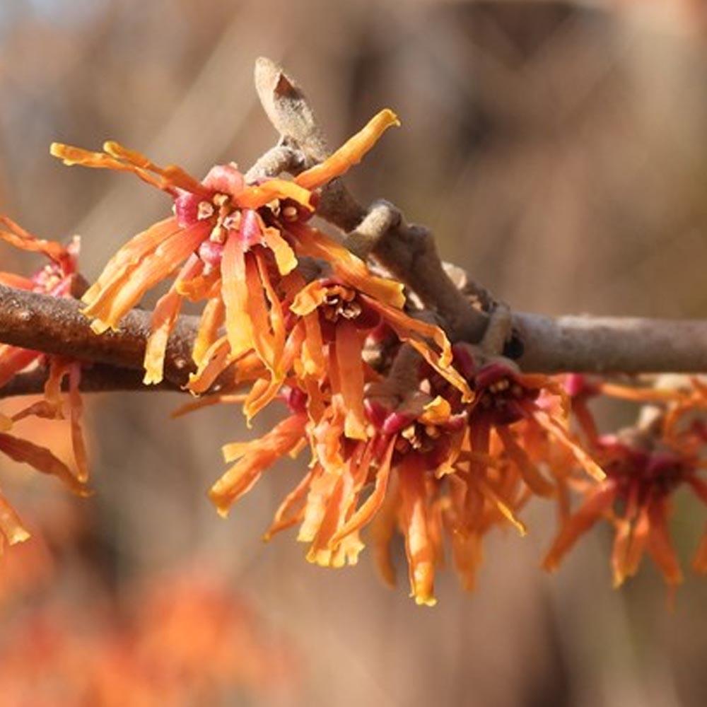 Hamamelis Vernalis - View 17 from www redcrocus com