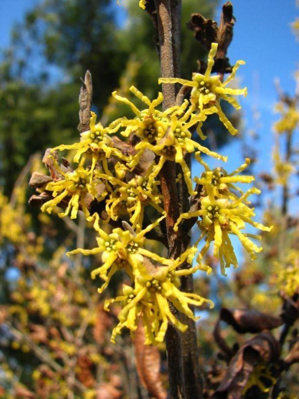 Hamamelis Vernalis - View 19 from www redcrocus com