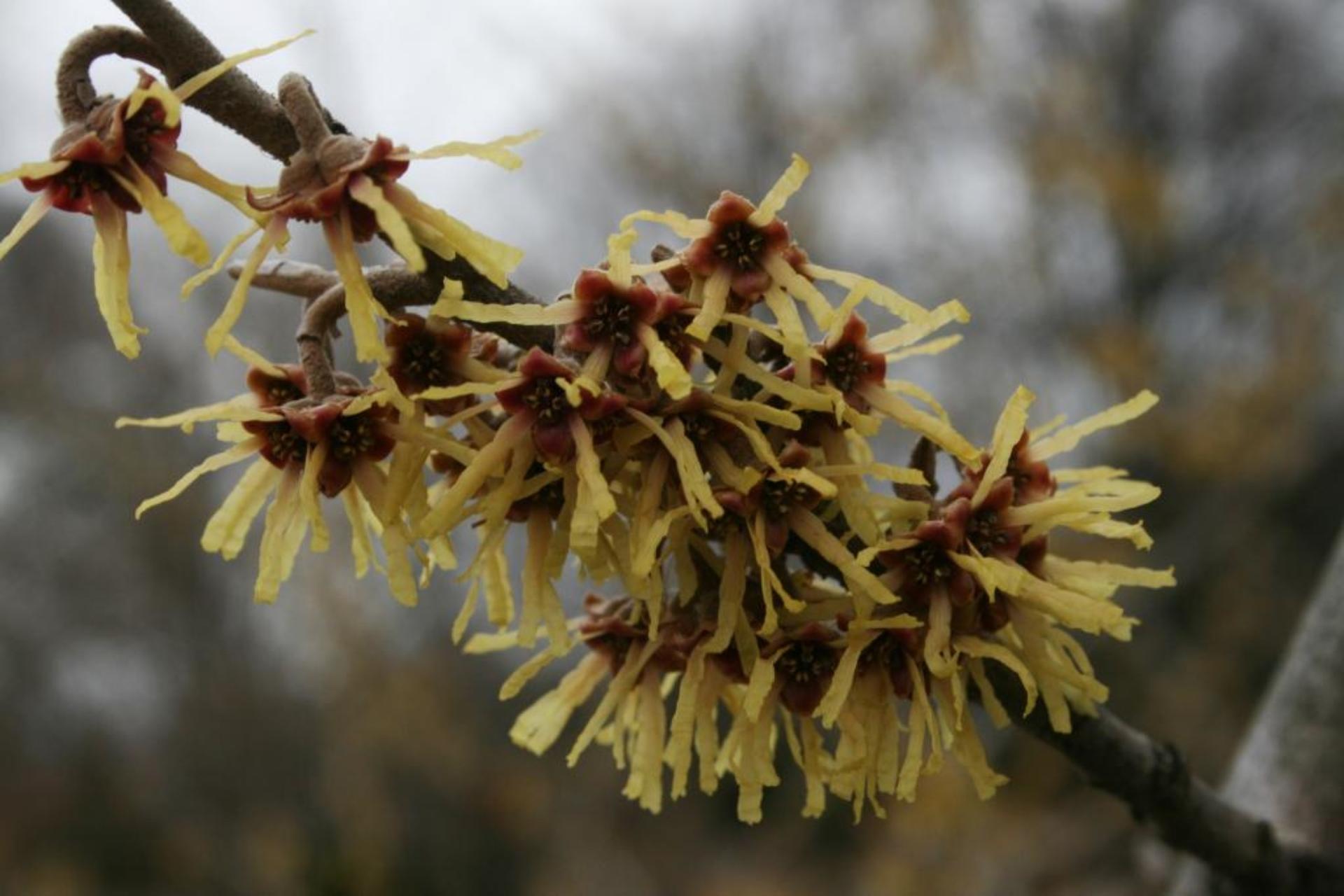 Hamamelis Vernalis - View 4 from www redcrocus com