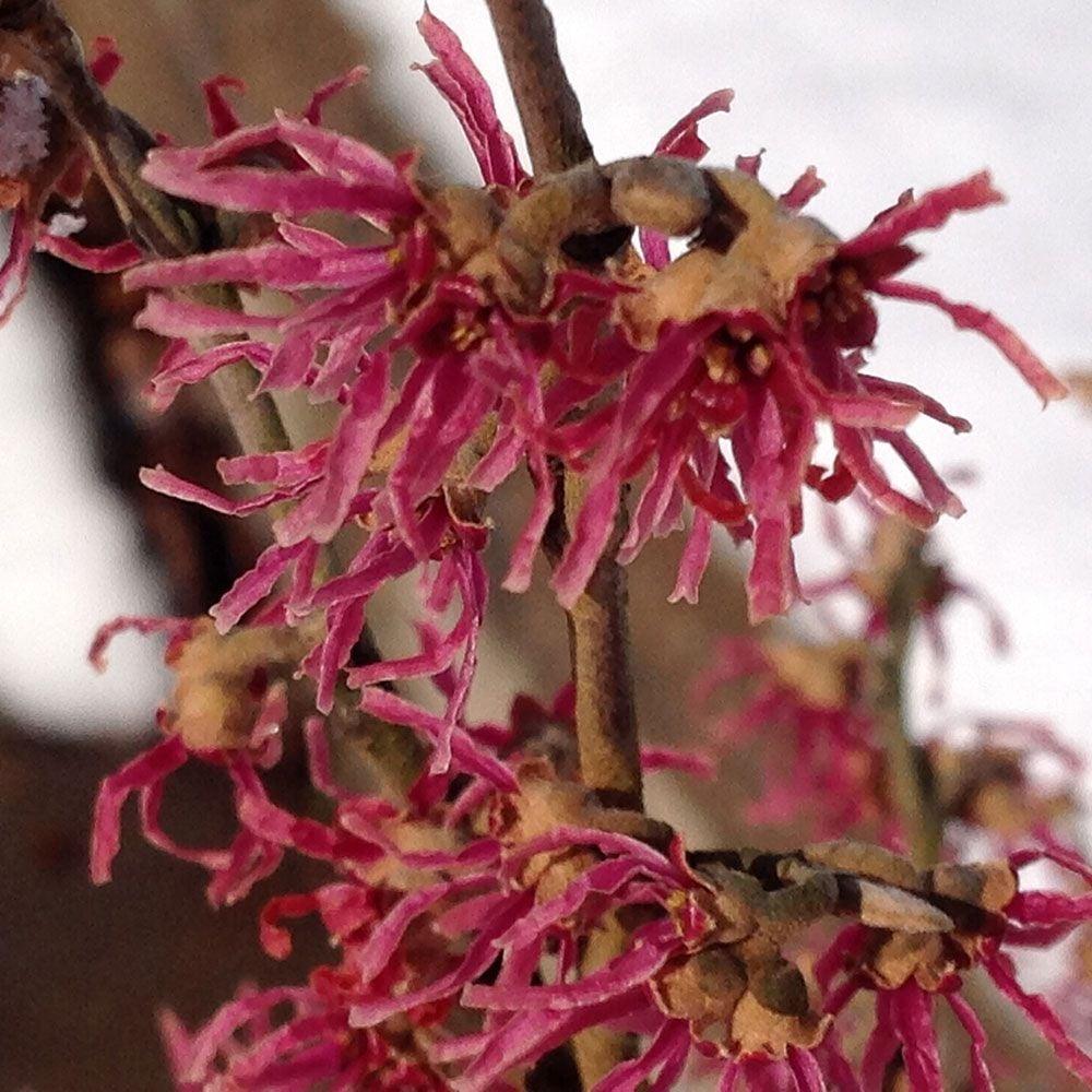 Hamamelis Vernalis - View 5 from www redcrocus com