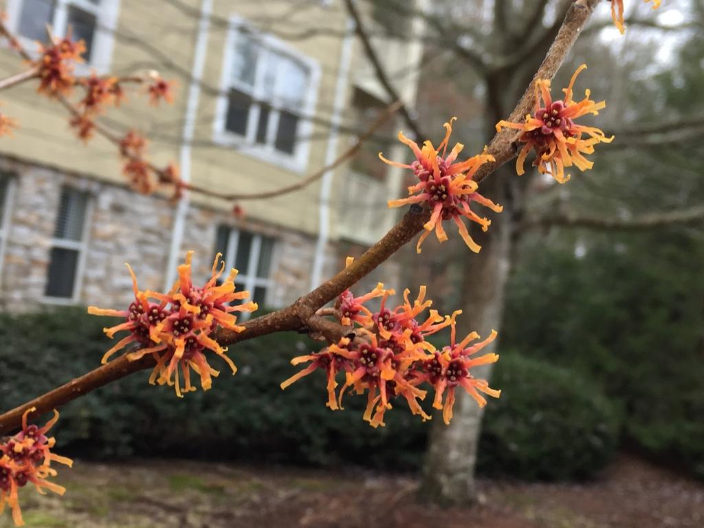 Hamamelis Vernalis - View 6 from www redcrocus com