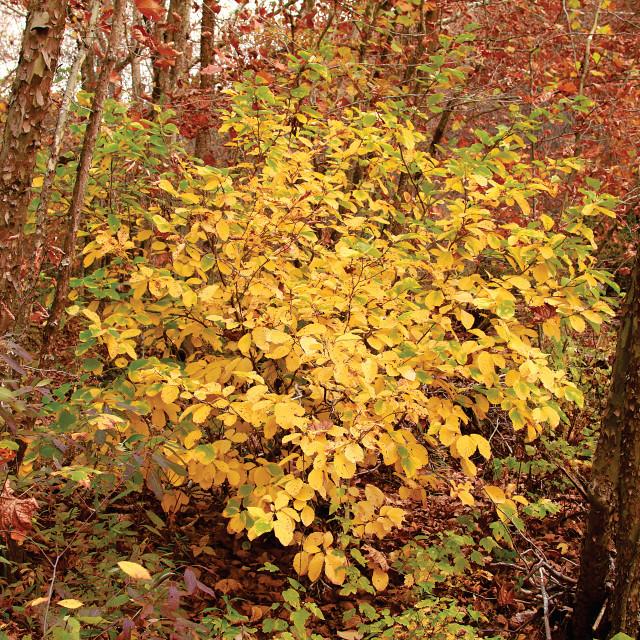 Hamamelis Vernalis - View 7 from www redcrocus com