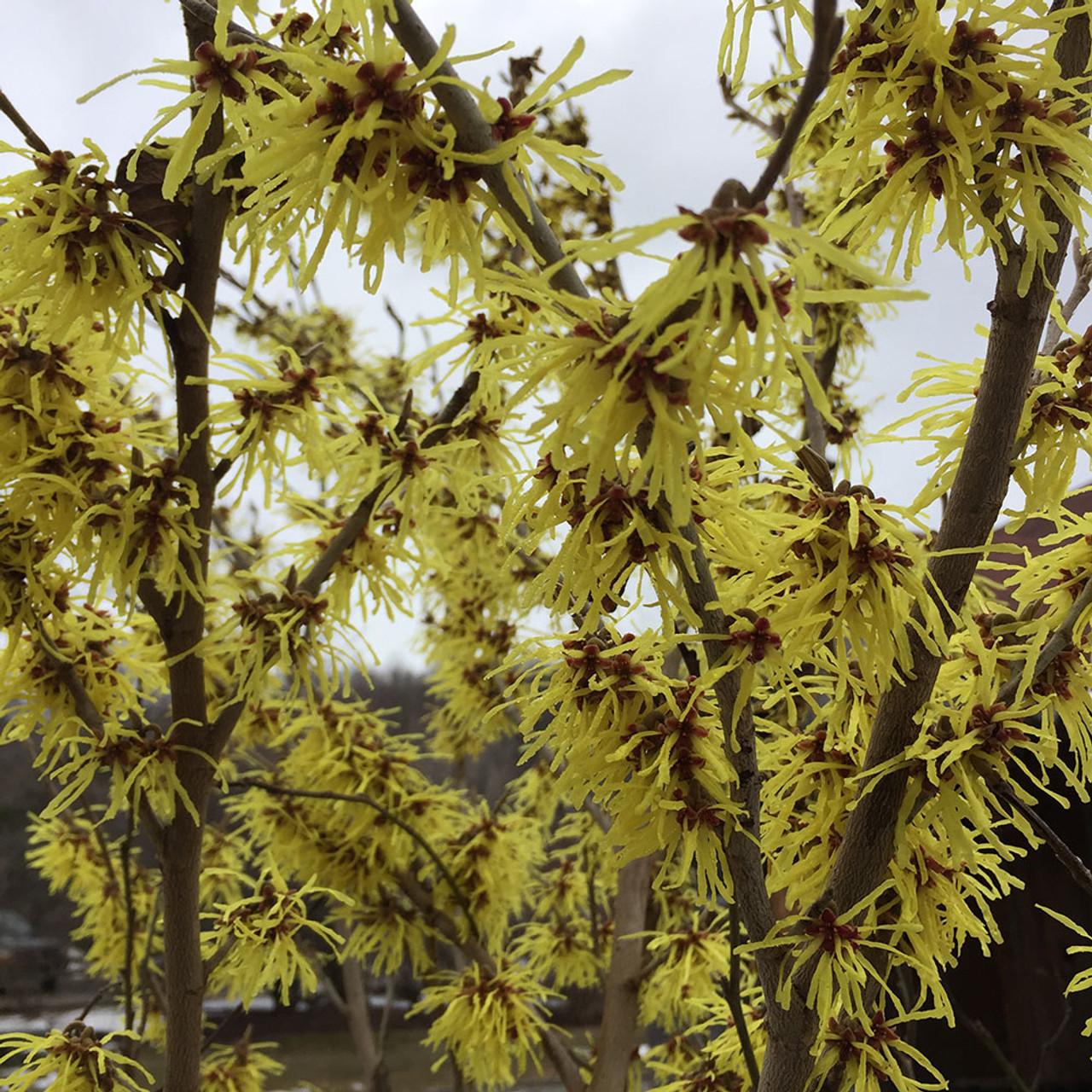 Hamamelis Vernalis - View 8 from www redcrocus com