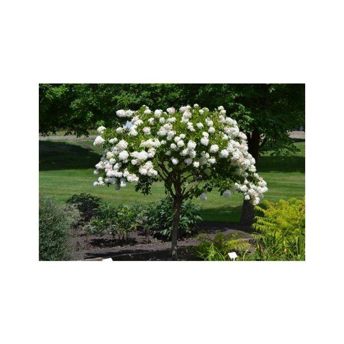 Hydrangea Paniculata Grandiflora Tree Form - View 7 from www redcrocus com