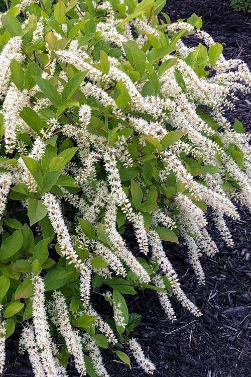 Itea Virginica Little Henry - View 6 from www redcrocus com