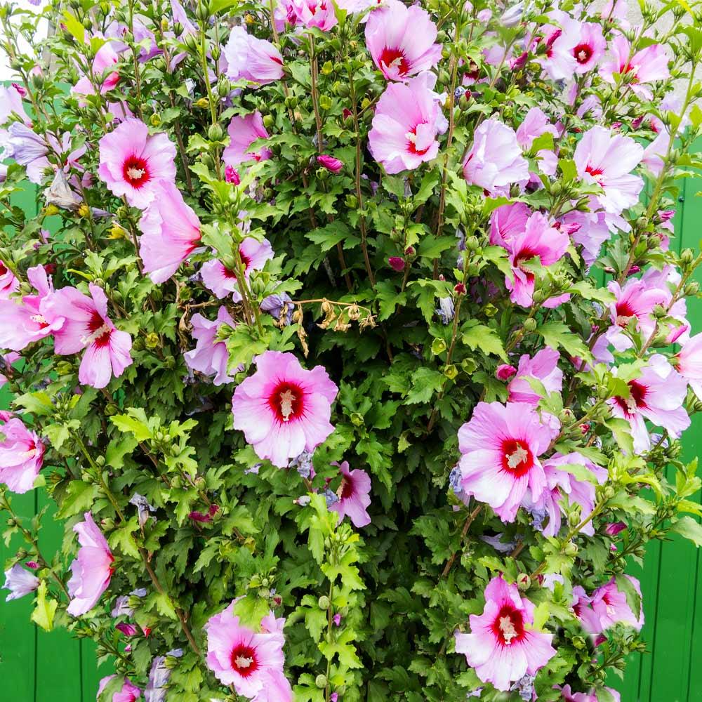 Hibiscus Syriacus 'minerva' - View 10 from www redcrocus com