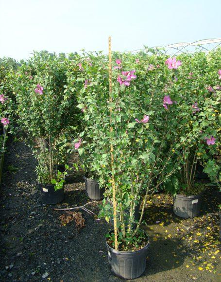 Hibiscus Syriacus 'minerva' - View 11 from www redcrocus com