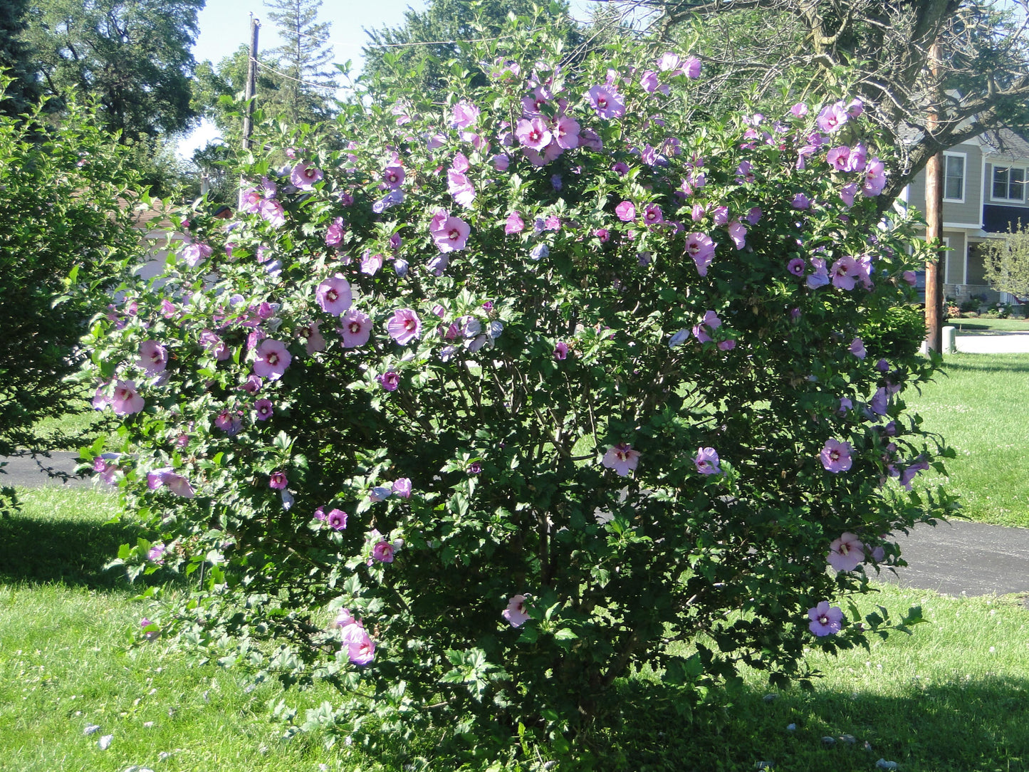 Hibiscus Syriacus 'minerva' - View 13 from www redcrocus com