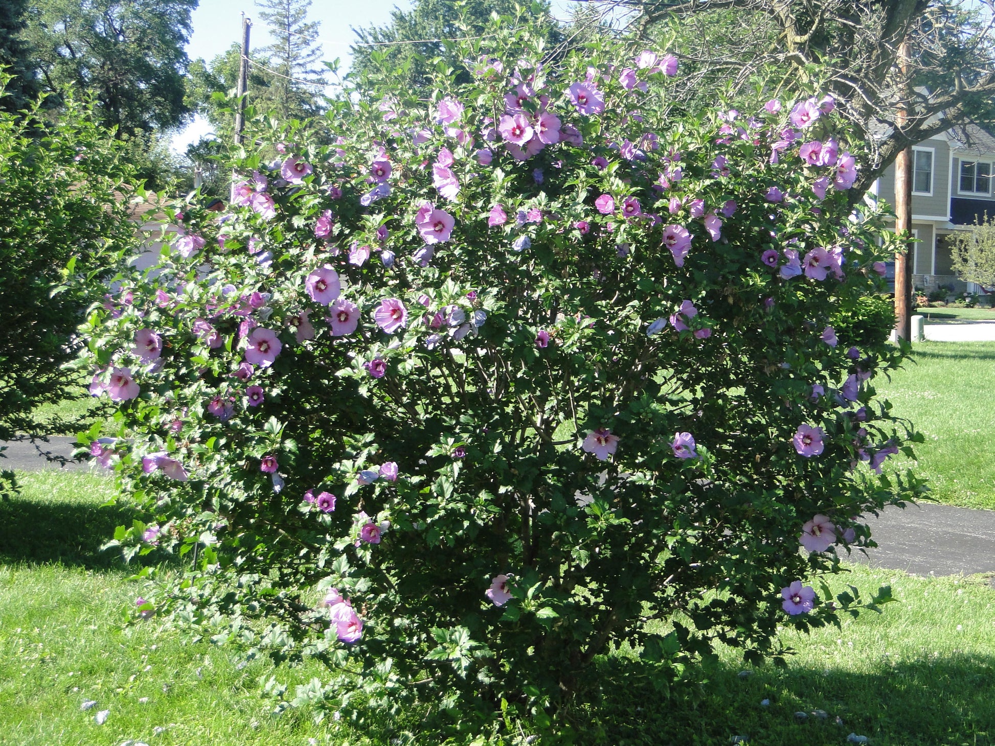 Hibiscus Syriacus 'minerva' - View 13 from www redcrocus com