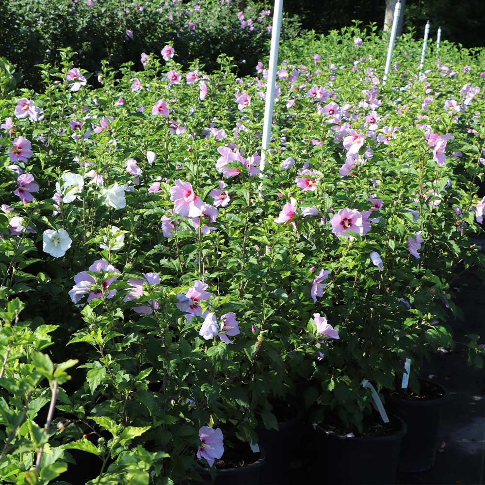 Hibiscus Syriacus 'minerva' - View 15 from www redcrocus com