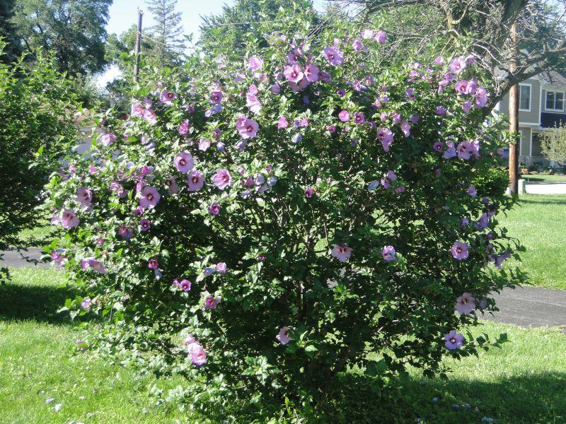 Hibiscus Syriacus 'minerva' - View 16 from www redcrocus com