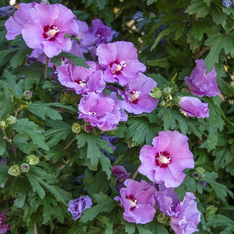 Hibiscus Syriacus 'minerva' - View 18 from www redcrocus com