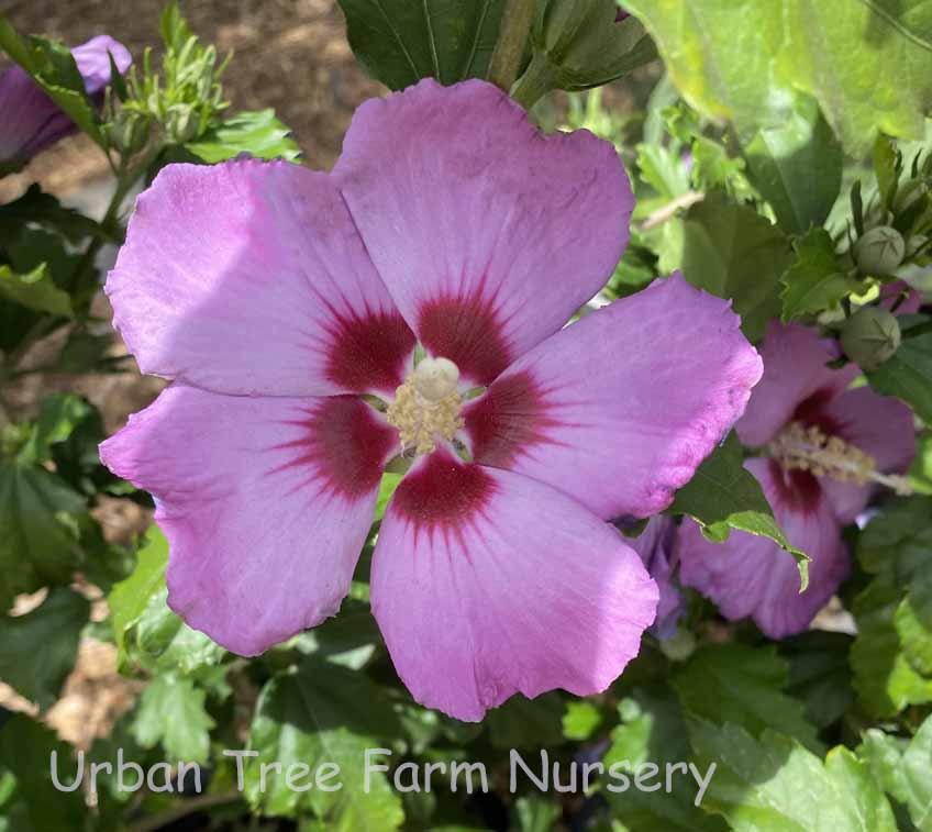 Hibiscus Syriacus 'minerva' - View 19 from www redcrocus com